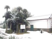 アジさんの岩井の大蘇鉄の投稿写真1