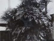 アジさんの岩井の大蘇鉄の投稿写真2