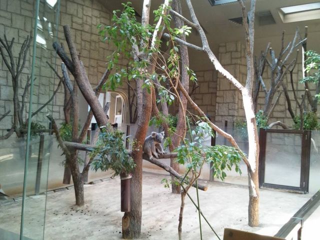 コアラ様_東山動物園