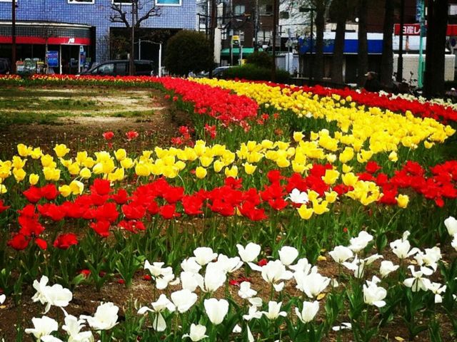 チューリップが綺麗_阪神電車尼崎駅