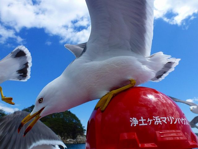 浄土ヶ浜 _浄土ヶ浜