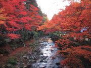 ポン助さんの佛通寺の投稿写真2