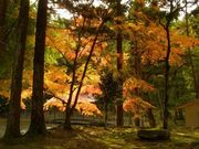 ポン助さんの竹林寺の投稿写真5