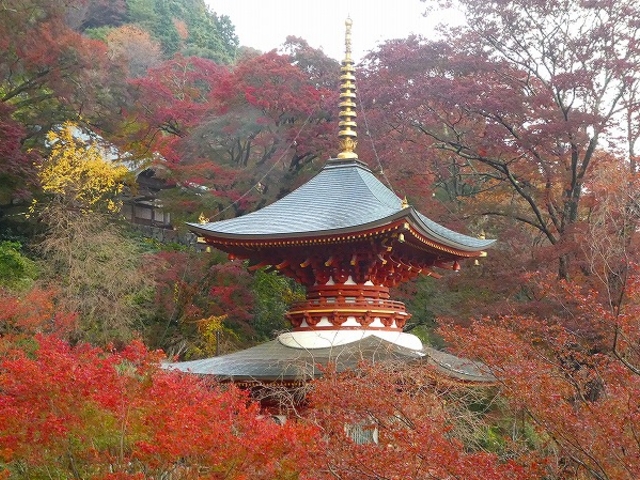 大阪府・箕面市・勝尾寺 紅葉の多宝塔_勝尾寺