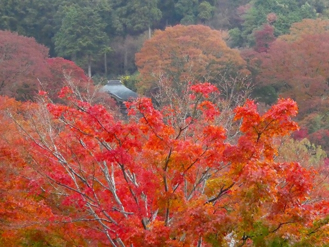 大阪府・箕面市・勝尾寺 燃えるような紅葉_勝尾寺