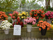 ヤスシー45さんの七尾フラワーパークのと蘭ノ国の投稿写真1