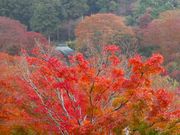 マックさんの勝尾寺の投稿写真9