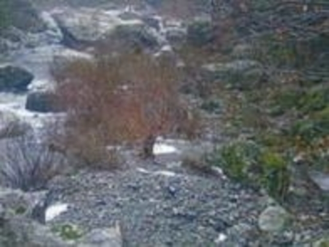 アクセルゼンカイさんの小田深山キャンプ場の投稿写真1