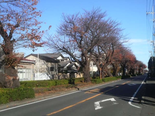 東原第3公園前の桜並木_東原第3公園