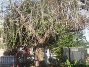 さとけんさんの桜森稲荷神社の投稿写真4