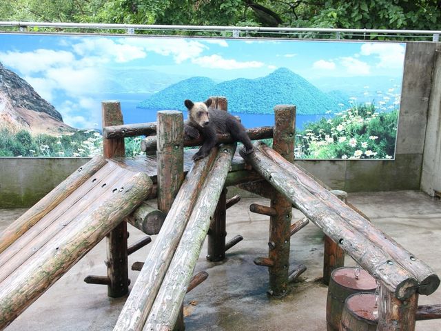 牧場の中_昭和新山熊牧場