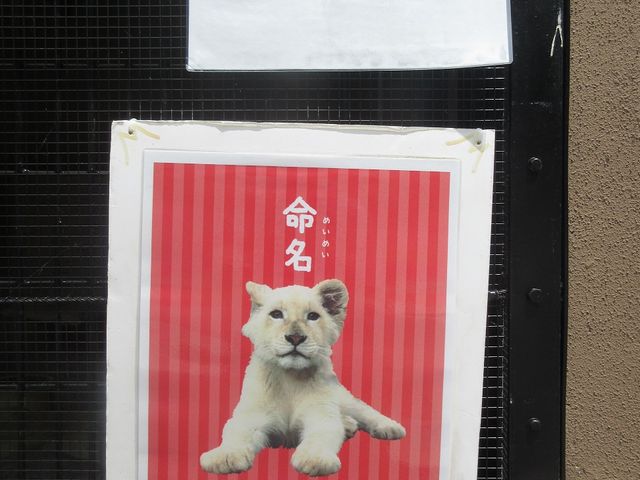 名前は「セラム」_沖縄こどもの国 Okinawa zoo & museum