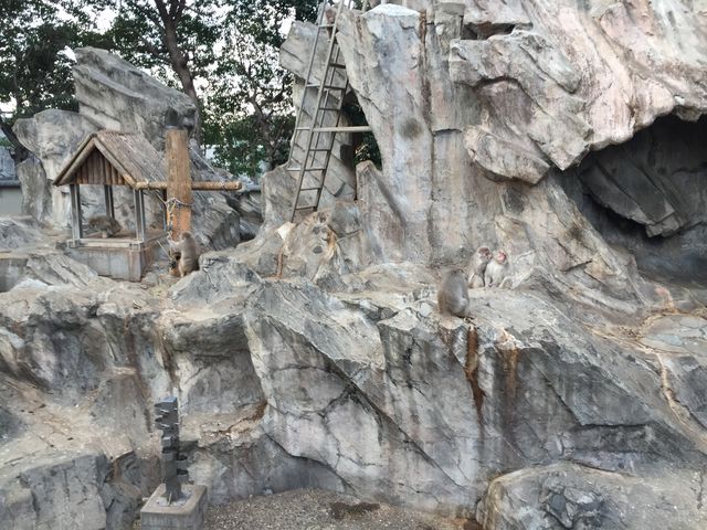大人しい様子でした。_上野動物園 サル山
