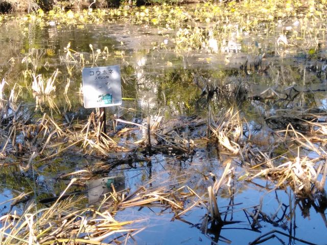 立て札があり、コウホネの植生地だということがわかります_コウホネ(水元公園)