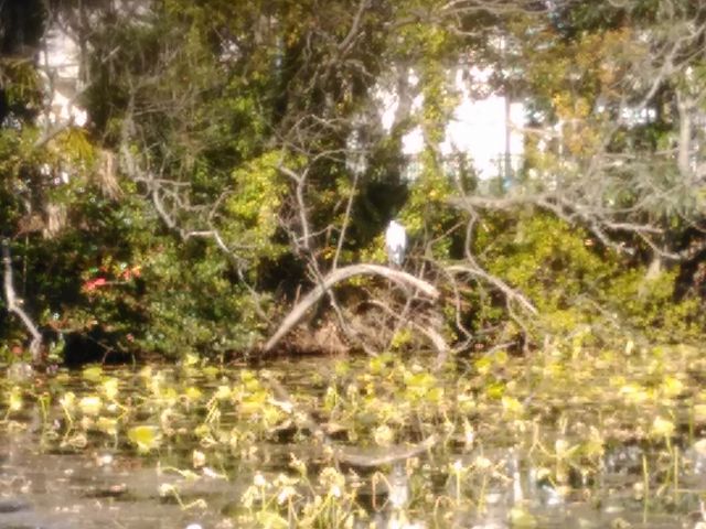 遠くに野鳥_コウホネ(水元公園)