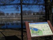 くまらさんのアサザ(水元公園)の投稿写真2