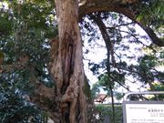 くまらさんの金蓮院の投稿写真3