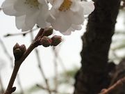 のんたさんの成田山不動尊の投稿写真1