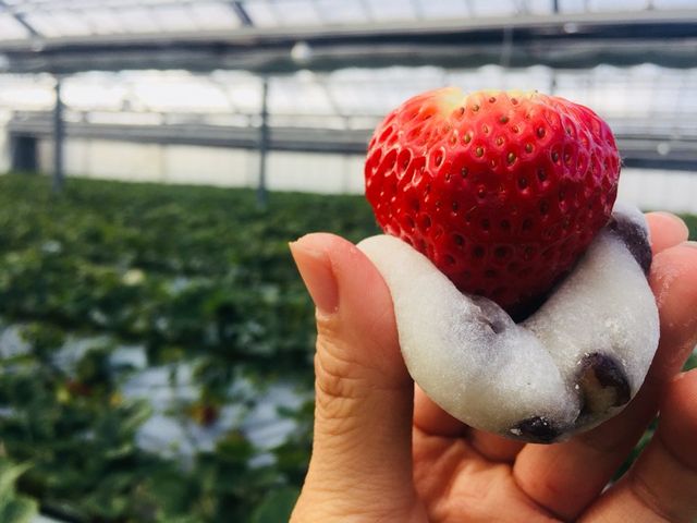 トッピング持ち込み可。最後の締めは苺大福。_お陽様農園