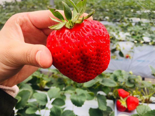 こんなに大きいイチゴ。30個食べちゃいました_お陽様農園