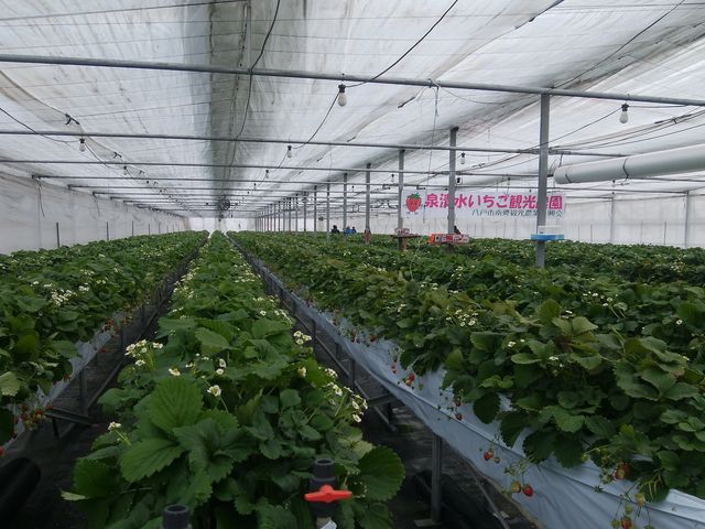 中も広々_泉清水いちご観光農園