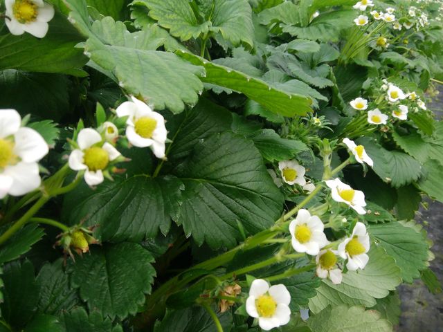 実を結ぶため次々と花が咲いています。_泉清水いちご観光農園