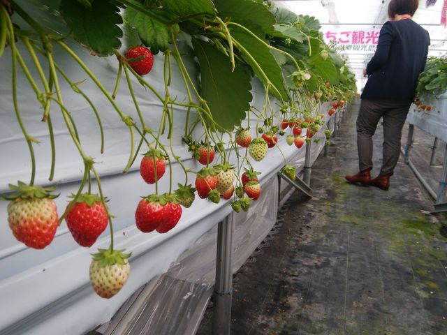 立ったまま摘み取り_泉清水いちご観光農園