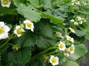 ハイジさんの泉清水いちご観光農園の投稿写真3