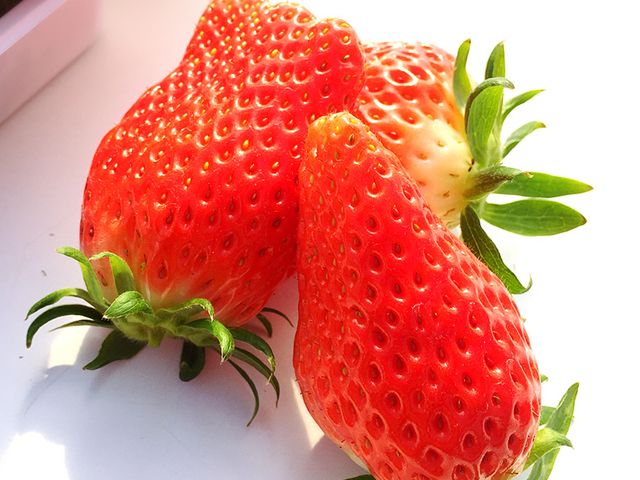 ファームクラブ中里農場