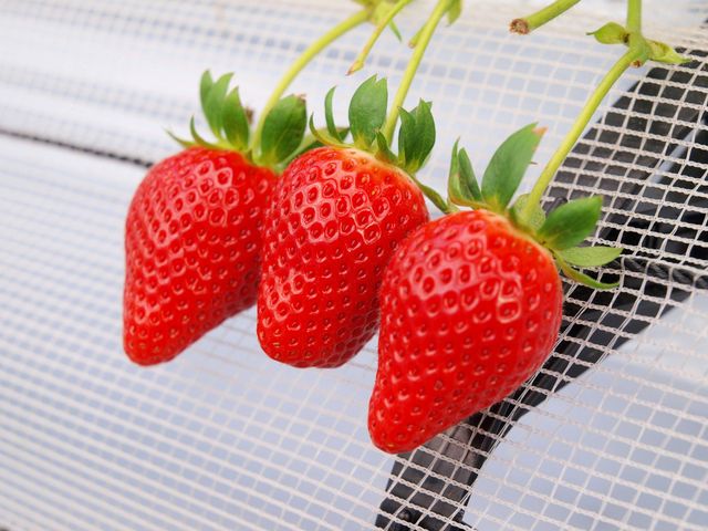 どの苺も美味しかったです。_いせや農場いちご園