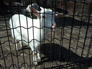 リュウさんの鞍ケ池公園動物園の投稿写真1