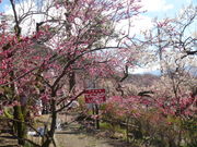 トシローさんの不老園の梅の投稿写真1