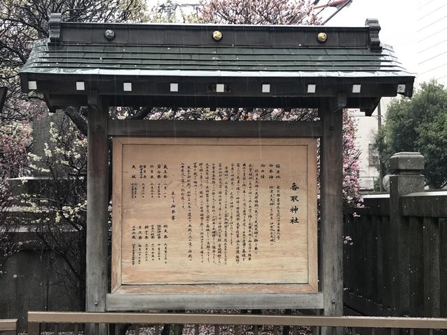 【香取神社】説明板の背後から美しい梅が_香取神社