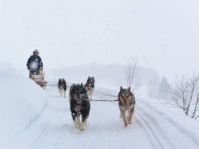 雪質が重くばててきているのかな?_犬ぞり体験