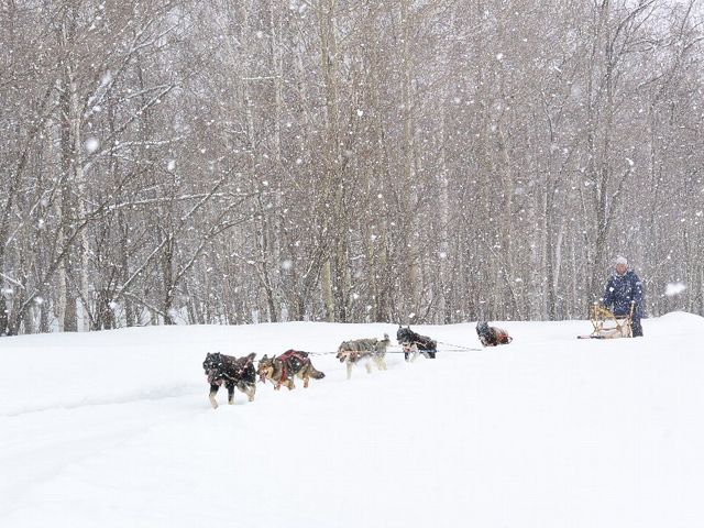 雪の中元気に引いてくれました。_犬ぞり体験