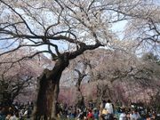 ZUNDAMさんの榴岡公園の投稿写真1