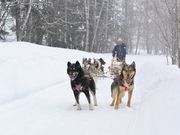 けんちゃんさんの犬ぞり体験の投稿写真2