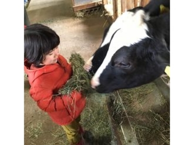 牛の大きさに後ずさる5歳児(笑)
でも 少しずつ慣れて最後は上手にえさやり。_神田酪農