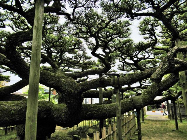 みごとな枝ぶりの松_永安寺の雲竜の松