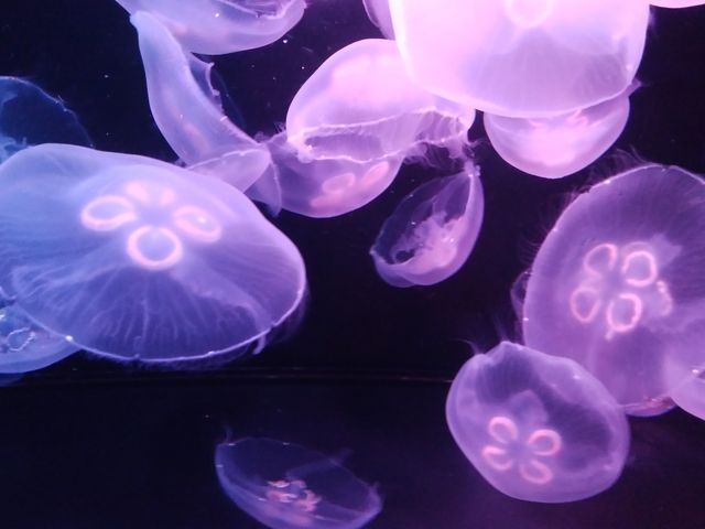 海月水槽_九十九島パールシーリゾート