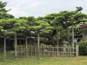鶴亀松竹梅扇さんの永安寺の雲竜の松の投稿写真1