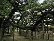 鶴亀松竹梅扇さんの永安寺の雲竜の松の投稿写真4