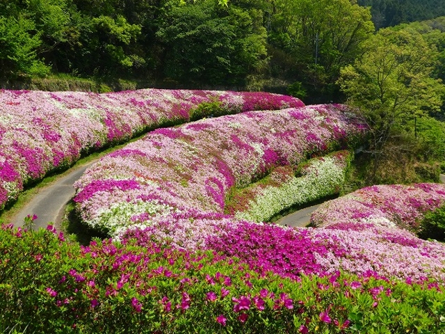 なるかわ園地・つつじの谷_なるかわ園地