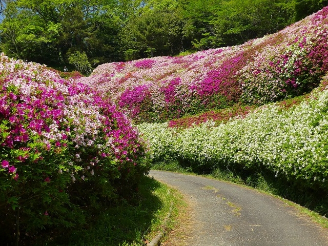 なるかわ園地・つつじの谷_なるかわ園地