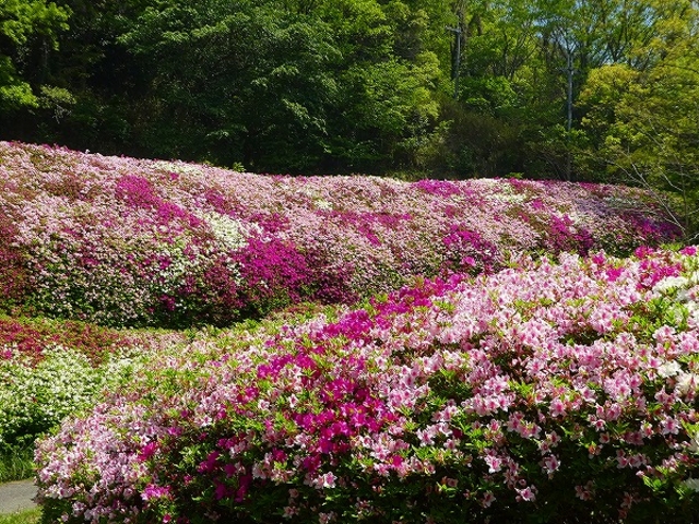なるかわ園地・つつじの谷_なるかわ園地