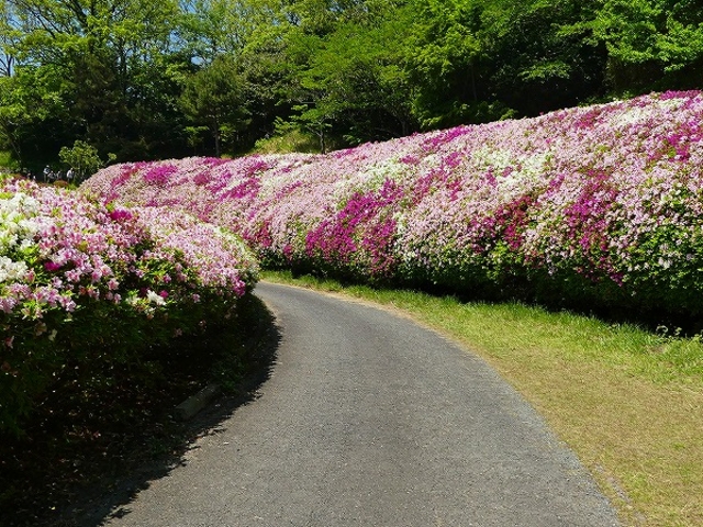 なるかわ園地・つつじの谷_なるかわ園地