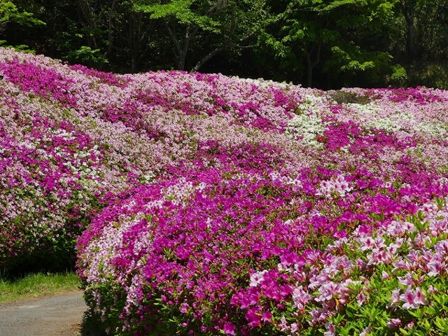 なるかわ園地・つつじの谷_なるかわ園地