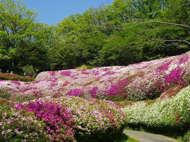 なるかわ園地・つつじの谷_なるかわ園地