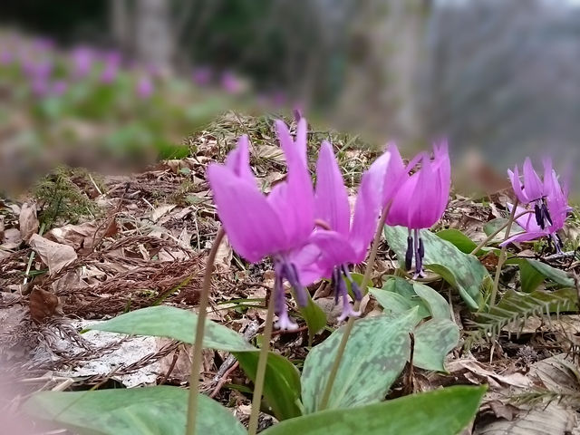 ハラヤンさんのカタクリの花(かたくり群生の郷)の投稿写真2