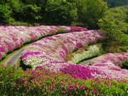 マックさんのなるかわ園地の投稿写真1